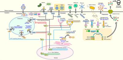 Exploration of Pattern Recognition Receptor Agonists as Candidate Adjuvants